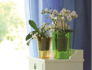 Firkantet orkide blomsterpotte - Coubi - 12,6 cm - Rosa - 