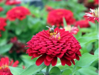 Zinnia flor de Dalia - Scarlet Flame - Zinnia elegans - Tonos ardientes, belleza duradera - Semillas frescas