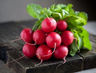 Rädisa - Bona - Raphanus sativus L. - frön