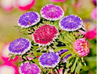 Tall duchess aster "Moonshine" - variety mix