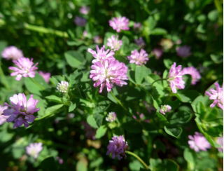 "Nitro Plus" Persian clover - 0.5 kg