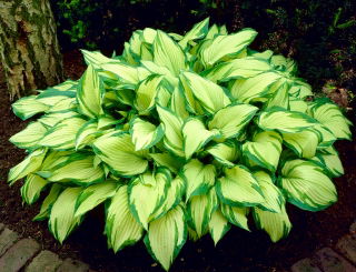 Hosta, Funkie, Herzblattlilie Albopicta