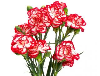 Raspberry Ripple Carnation seeds - Dianthus caryophyllus - 110 seeds