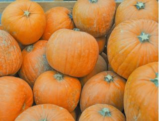 Zucca Gigante - Otylia - 28 semi - Cucurbita maxima