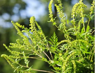 Semi di Goosefoot della quercia di Gerusalemme - Ambrosia mexicana
