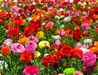 Ranunculus - selección de color - paquete grande! - 100 piezas; Ranúnculos con arpones de agua, pies de agua. - 