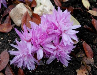 Colchicum Waterlily - Autumn Meadow Saffron Waterlily