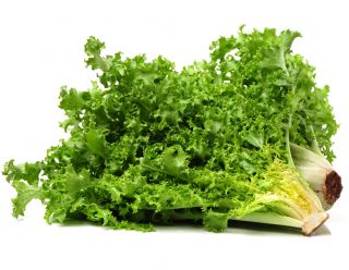 Endiviensamen (gemischt) - Cichorium endivia - 300 Samen - 