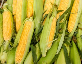 Söt majs – Ambrosia - Zea mays convar. saccharata var. Rugosa - frön