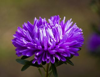 Kerti őszirózsa – Turquoise - kék - 360 magok - Callistephus chinensis