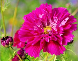Cosmos, Schmuckkörbchen Double Click Mix, doppelte Blüten - 30 Samen - Cosmos bipnnatus fl.pl.