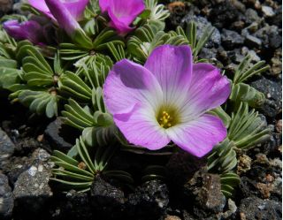 Oxalis Adenophylla - paquet de 5 pièces