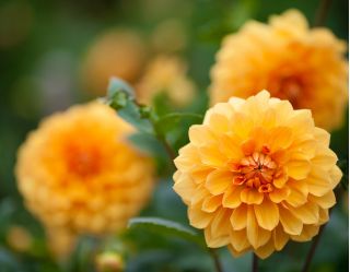 Dahlia Orange