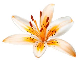 Lys - Orange Electric - Lilium Orange Electric