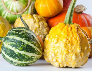 Courge - Warted Mixture - 100 graines - Cucurbita pepo