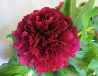 Paeonia, Bujor Felix Crouse - bulb / tuber / rădăcină