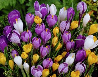 Set 10 – Large–flowered crocus – selected variety mix – 100 pcs + 10 pcs for FREE