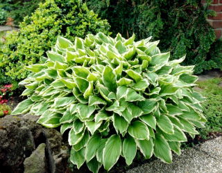 Albomarginata hosta, plantain lily - large package! - 10 pcs
