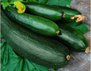 Cukkini - Soraya - Sötétzöld, rendkívül termékeny fajta - Friss vetőmagok