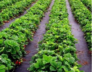 Lână negră anti-buruieni (agrotextil) - pentru mulcire - 1,60 x 10,00 m - 