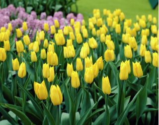 Tulipa Yokohama - Tulip Yokohama - 5 bulbs