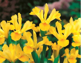 Iris hollandica, Holländische Schwertlilie Golden Harvest - 10 Zwiebeln