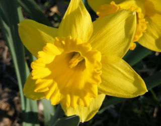 Påskelilje, narcissus 'Dutch Master' - stor pakke - 50 stk.