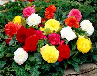Begonia Non Stop - mix di colori - confezione grande! - 20 pezzi
