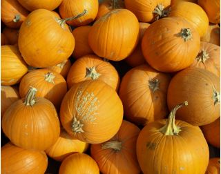 Zucca Gigante - Otylia - 28 semi - Cucurbita maxima
