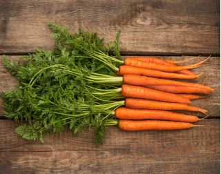 Carotte - Amsterdam 3 - Racines sucrées et juteuses pour récolte précoce - Graines fraîches