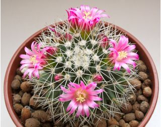 Vortekaktus - mix - 50 frø - Mammillaria