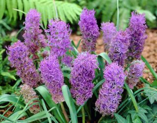 Schopfige Traubenhyazinthe - Muscari Plumosum - große Packung! - 100 Stück