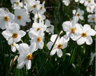 Narcissus Actaea - Daffodil Actaea - 5 bulbs