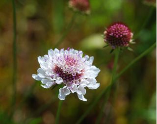 ดอกไม้ Scabiosa ปักดอกไม้ผสมสี 110 เมล็ด - Scabiosa atropurpurea