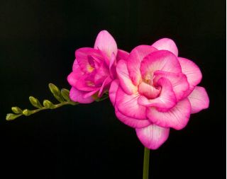 Fréziák - Double Pink - csomag 10 darab - Freesia