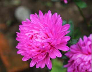 Dwarf aster "Hordelin" - pale pink - 450 seeds