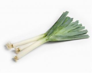 BIO - Leek - ověřil organická semena - Allium porrum