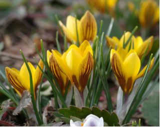 Crocus Fuscotinctus  -  10个电洋葱 - Crocus chrysanthus Fuscotinctus