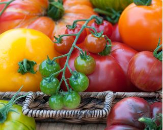 Tomato fantasy - Set no. 1 - Seeds of 8 varieties