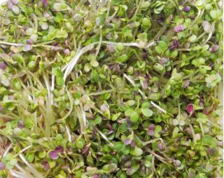 Graines à germer - Moutarde brune - BIO - Brassica juncea