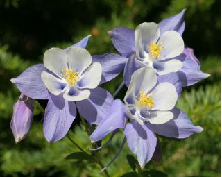 Columbine - Mc Kana's - Aquilegia x hybrida - Dazzling Multi-Toned Blooms with Bold Petals - Fresh Seeds