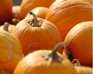 Zucca Gigante - Otylia - 28 semi - Cucurbita maxima