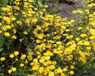 Cladanthus arabicus - Cladanthus arabicus - Golden-Yellow Blooms with a Sweet Fragrance - Fresh Seeds