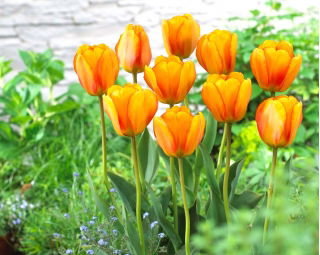 Tulip Blushing Apeldoorn - 5 Stk