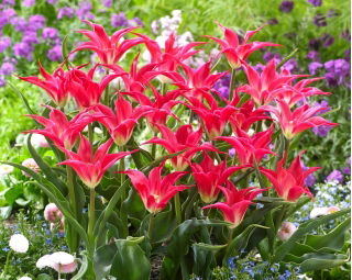 Tulipan Madalyn - 5 kom