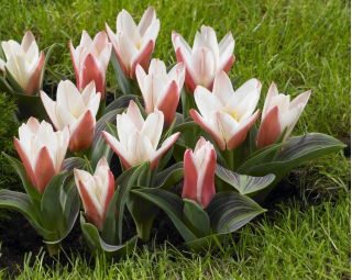 Tulip 'Heart's Delight' - large package - 50 pcs