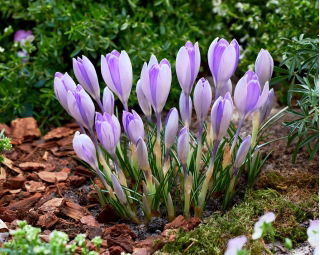 Crocus Vanguard - stor pakke! - 100 stk