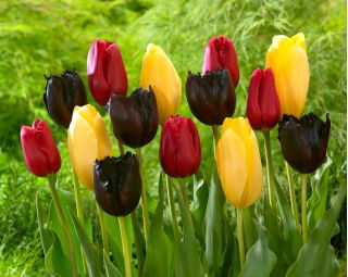 „Jarní štěstí“ - 45 cibulek tulipánů - složení 3 odrůd