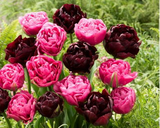 Tulipánhagyma - 2 fajta készlet - Aveyron és Black Hero - 50 db.