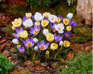 Esperanza - 90 crocus bulbs - composition of 3 varieties